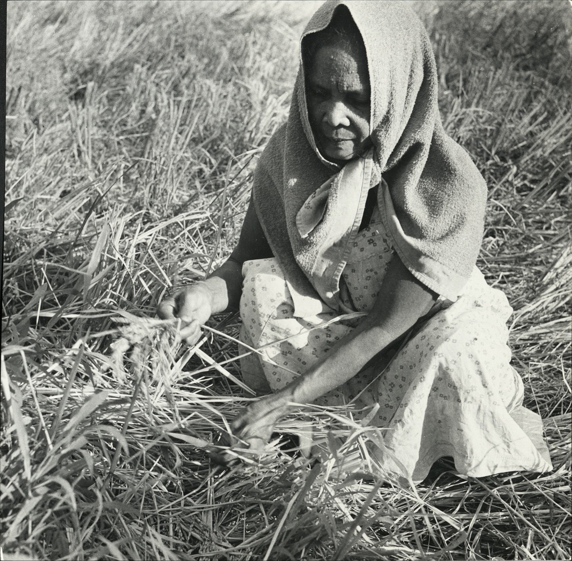 [Untitled – Filipina harvesting rice].