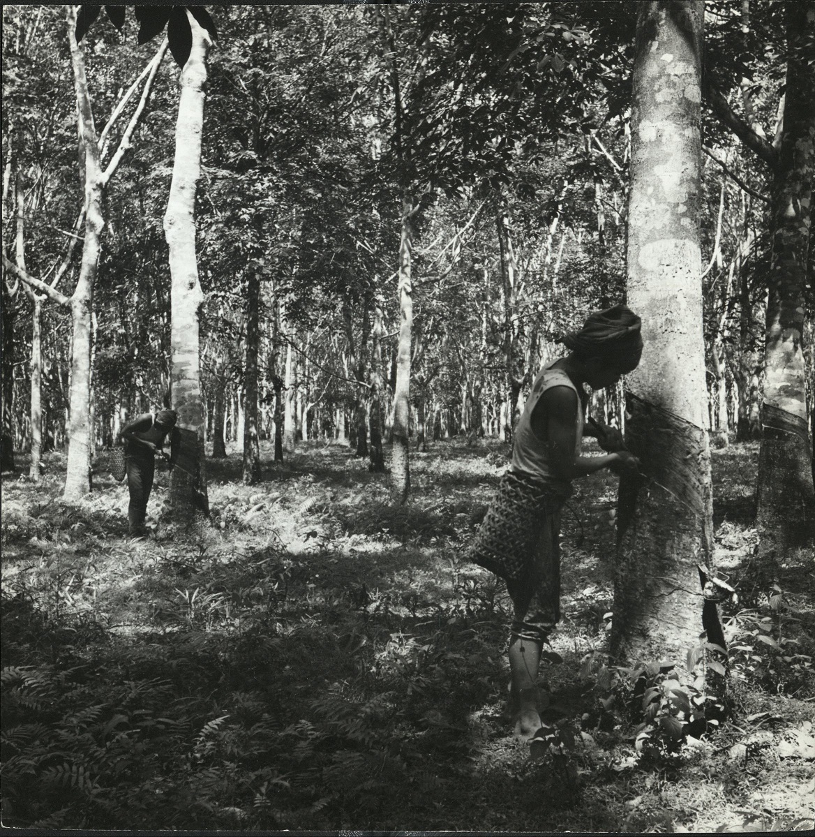 29. PHILIPPINES, Basilan Island: Tapping rubber trees. E 1214.