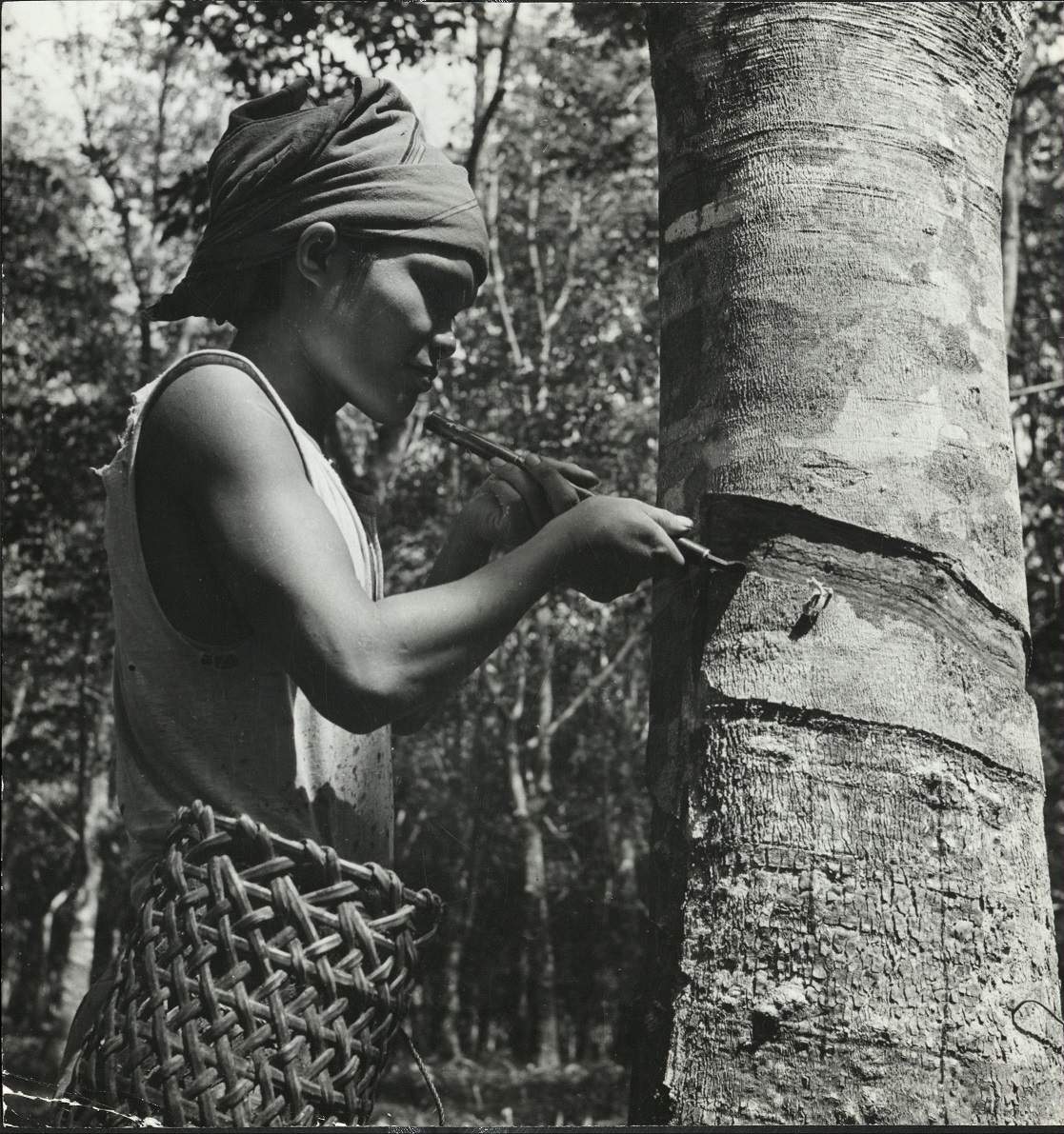 30. PHILIPPINES, Basilan Island: Tapping rubber trees. E 1214.