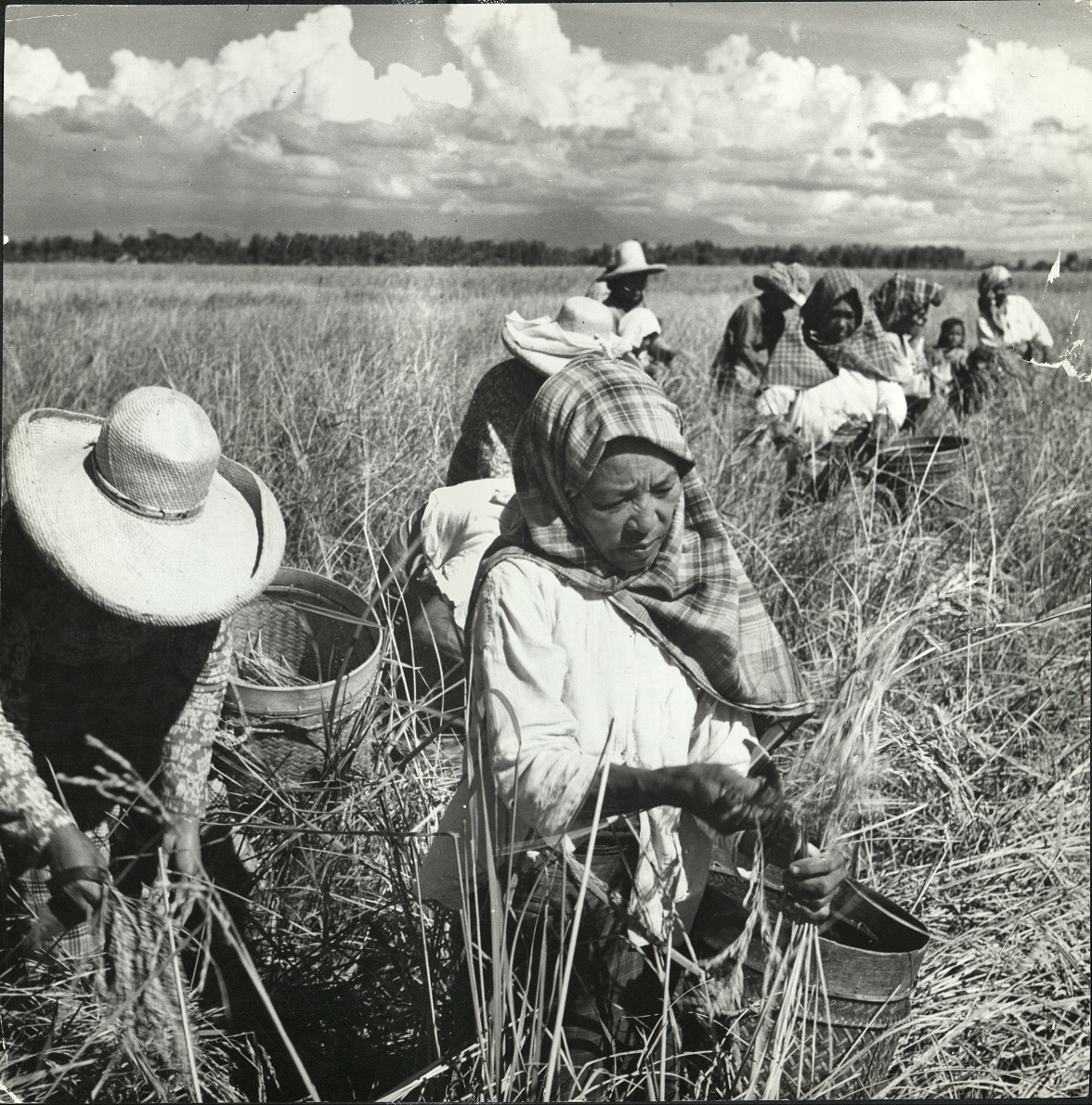 14. PHILIPPINES: Rice winnowing.