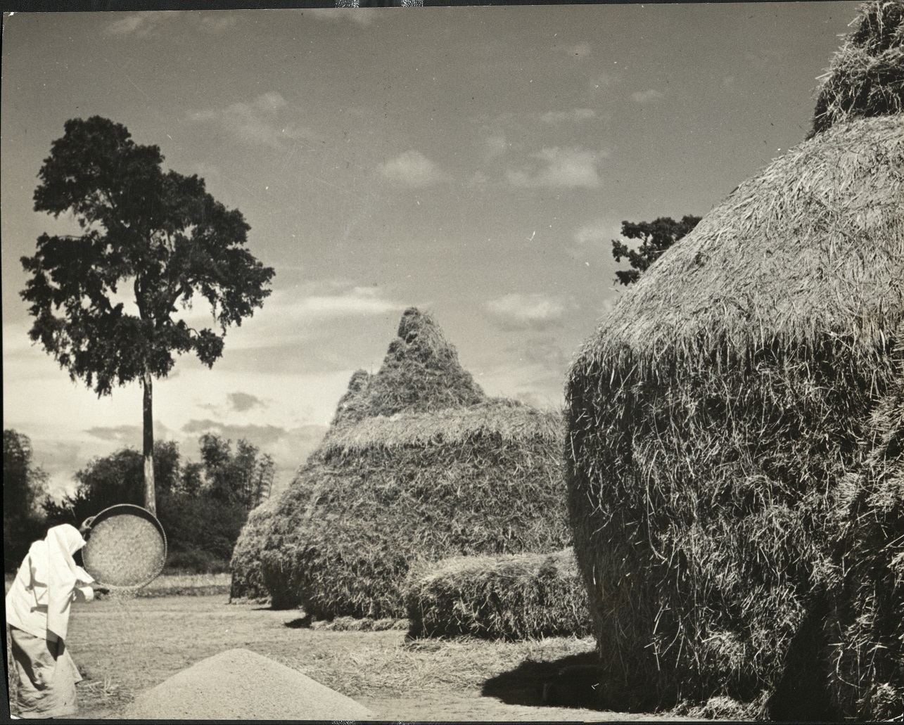 Winnowing rice.