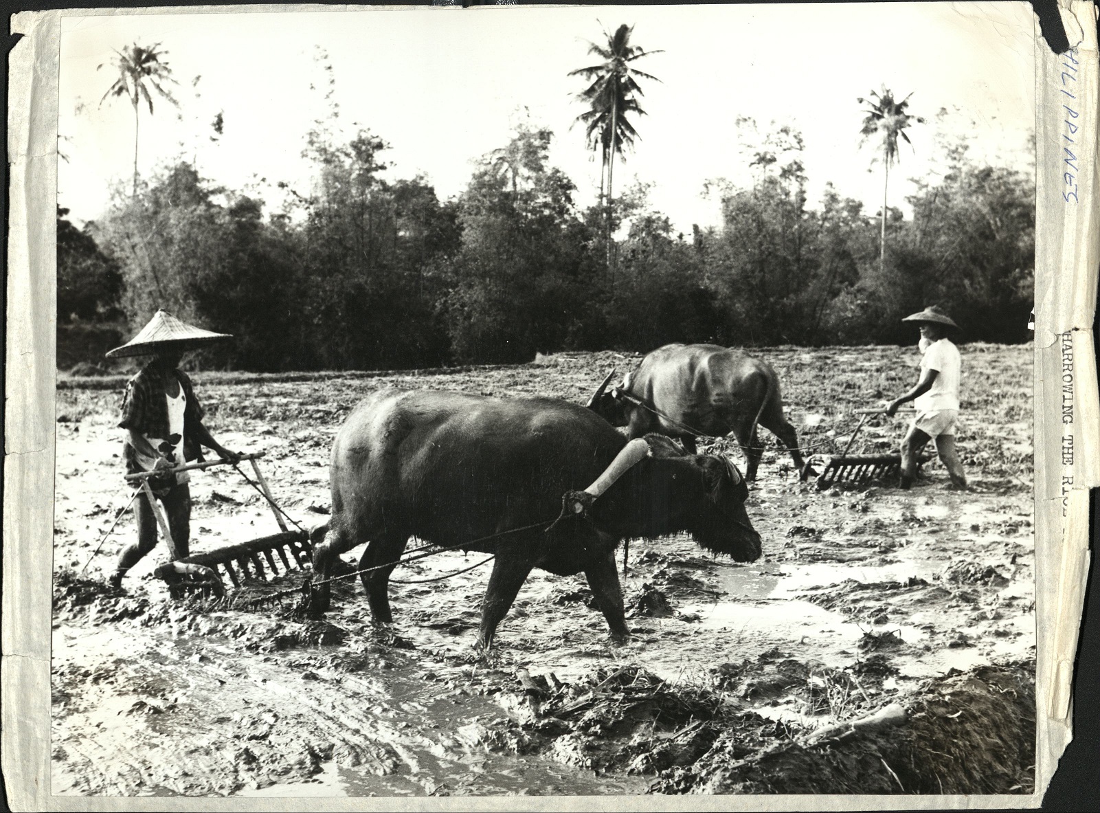 Harrowing the rice fields.