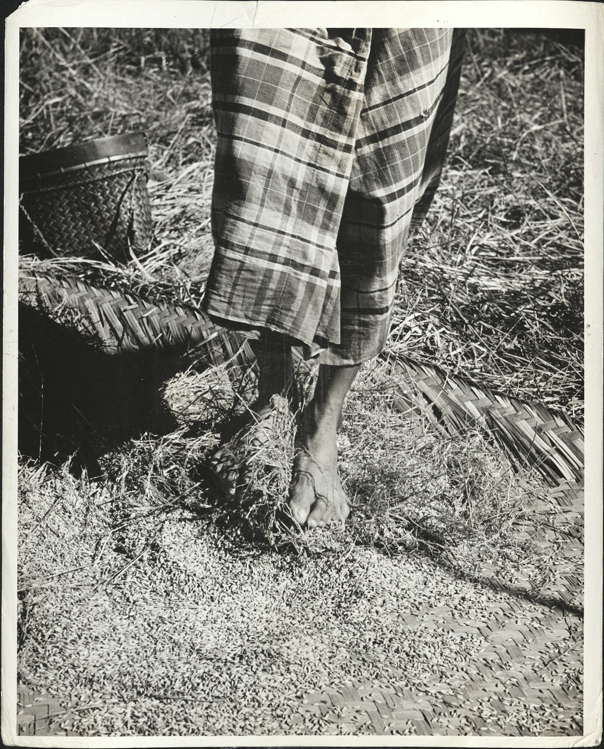 57. PHILIPPINES – Rice [threshing by feet]. (…)