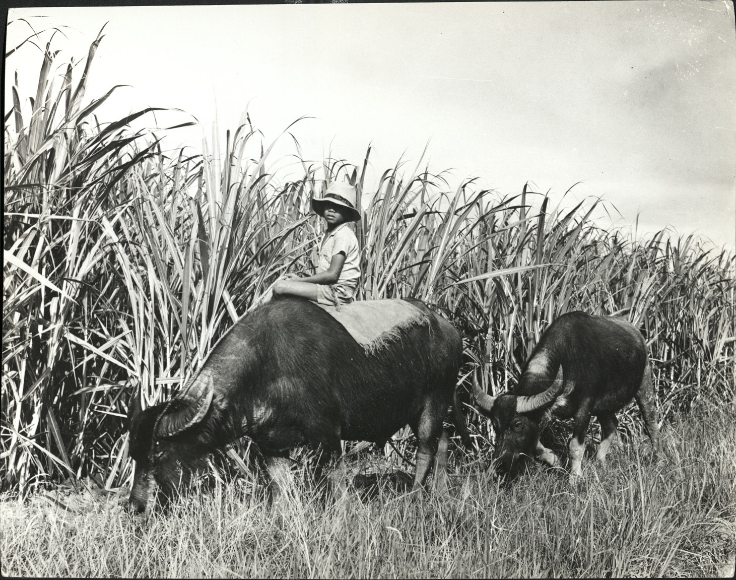 38. PHILIPPINES – Sugar. (…)