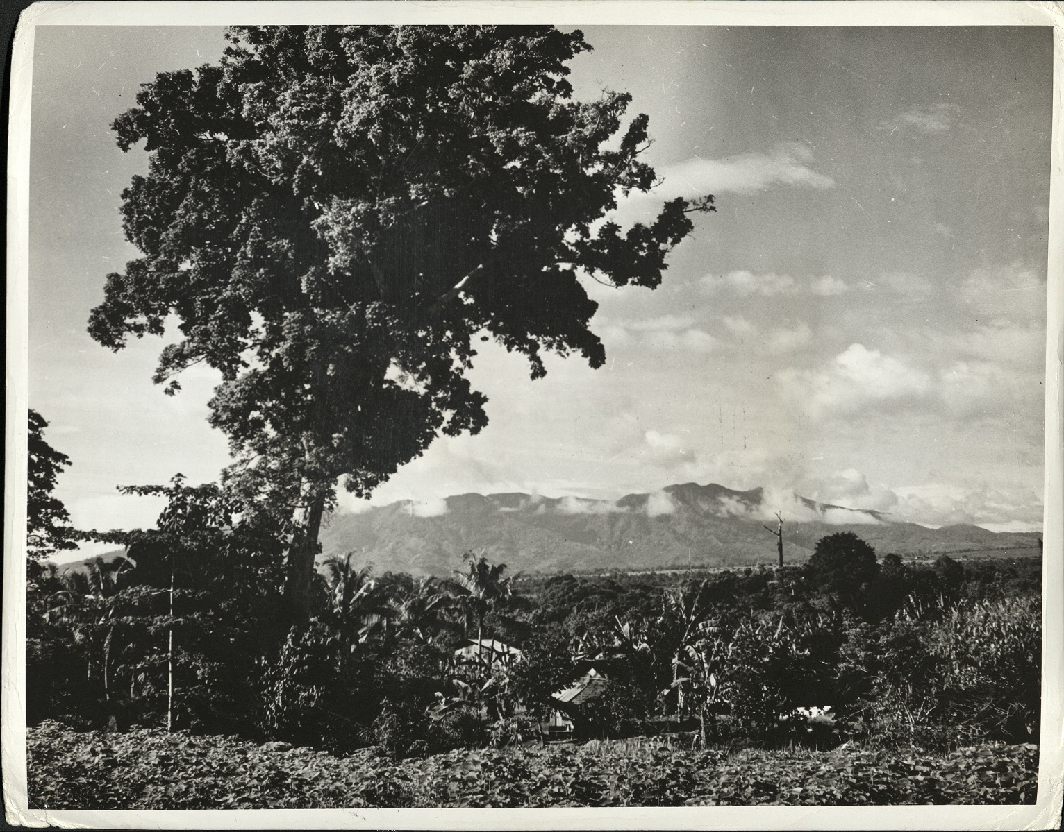 170. PHILIPPINES. Cultivation of the rhamie [ramie] plants (in foreground). (…)