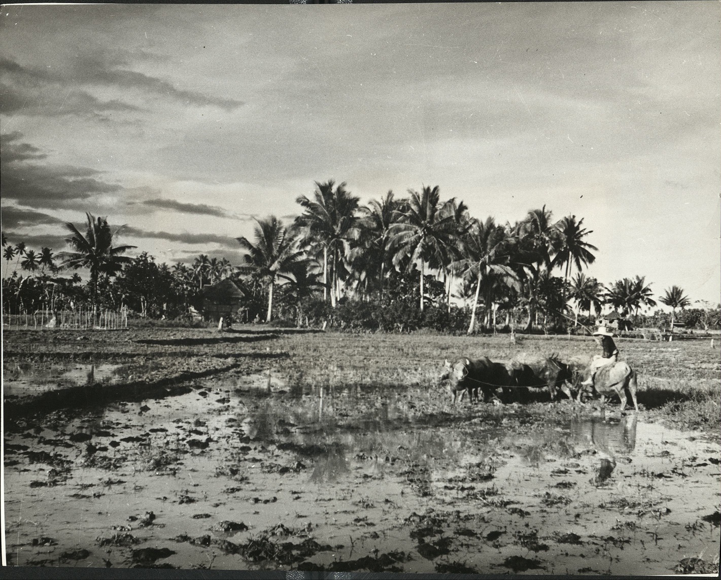 27. PHILIPPINES – Camarines Norte, Luzon. (…)