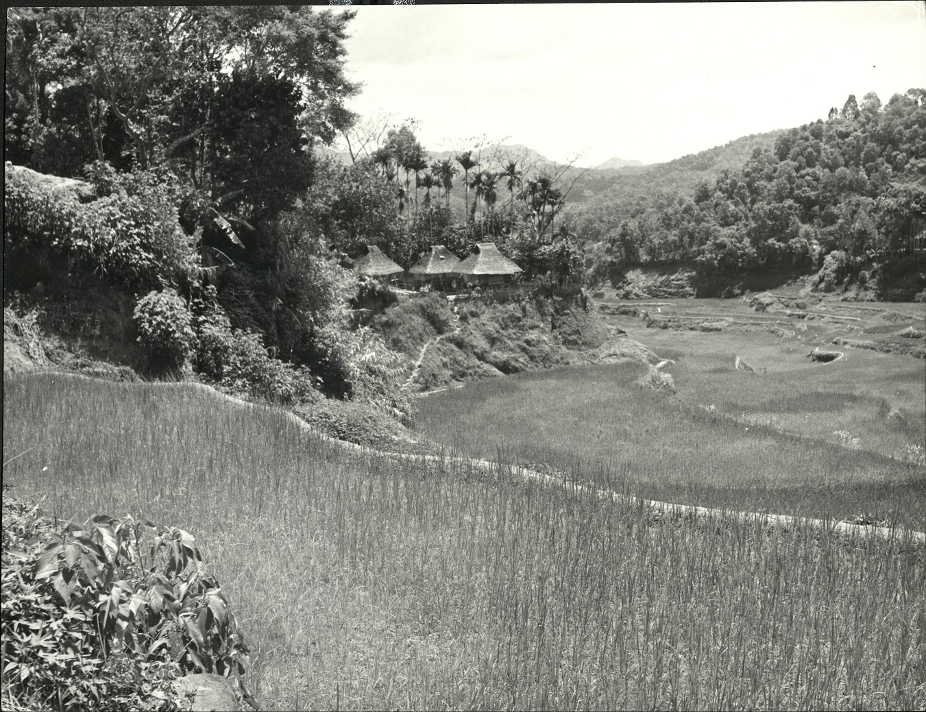 16. PHILIPPINES: Island of Luzon. Village of rice-farmers surrounded by rice-fields in the mountains, north of Manila (Mountain Province). Sammer 9980.