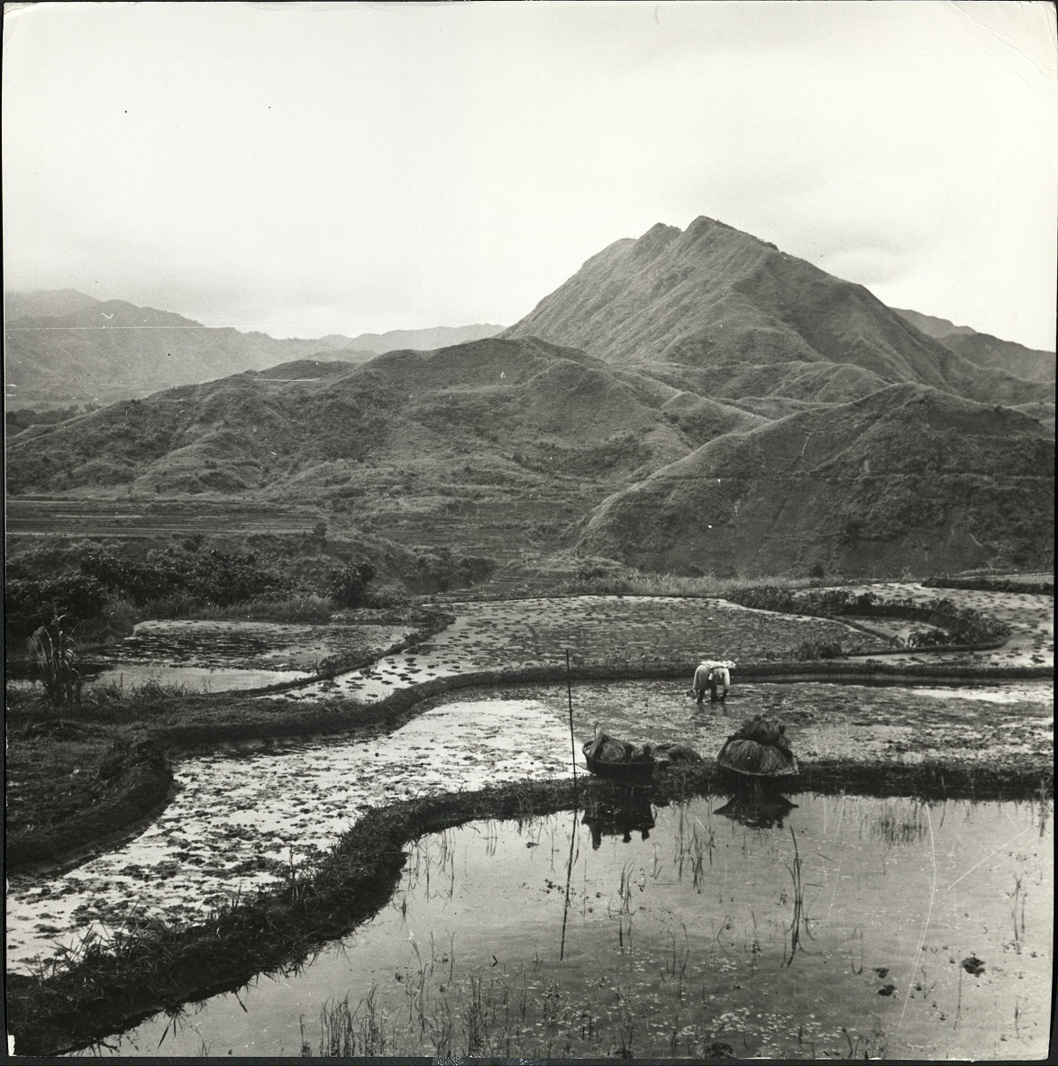 5. The rice terraces of the Ifugaos. (…)