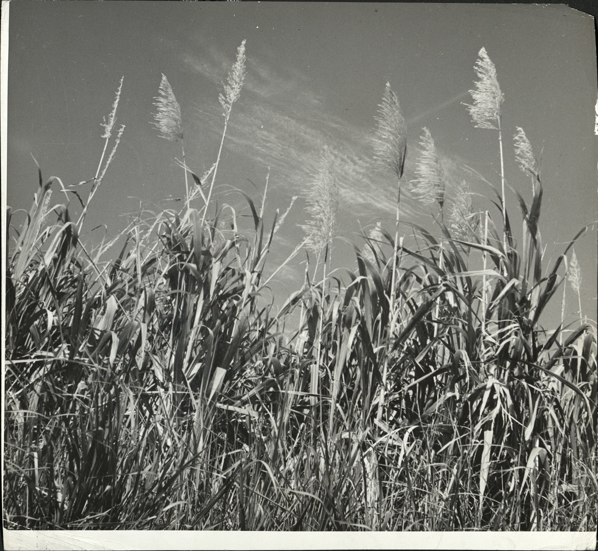 Sugar cane field in Luzon, Philippines.
