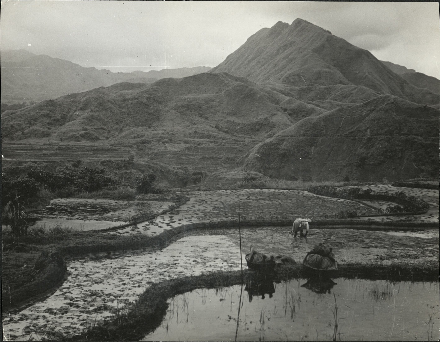 360. PHILIPPINES: Terraced rice fields in northern Luzon (…)