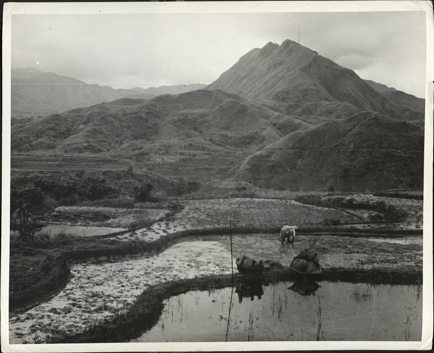 360. PHILIPPINES: Terraced rice fields in northern Luzon (…)