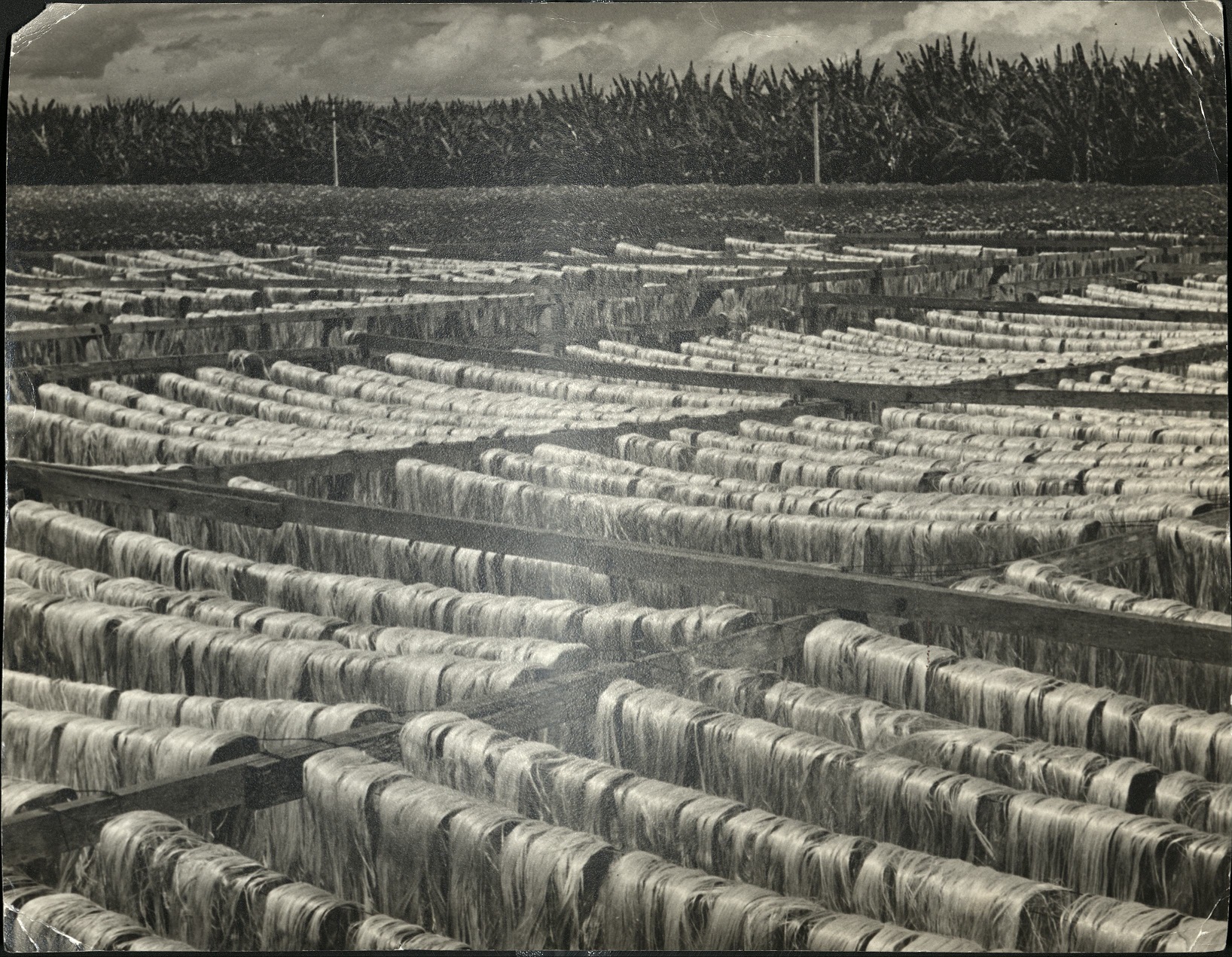 Hemp hung out to dry near Manila, Philippines.