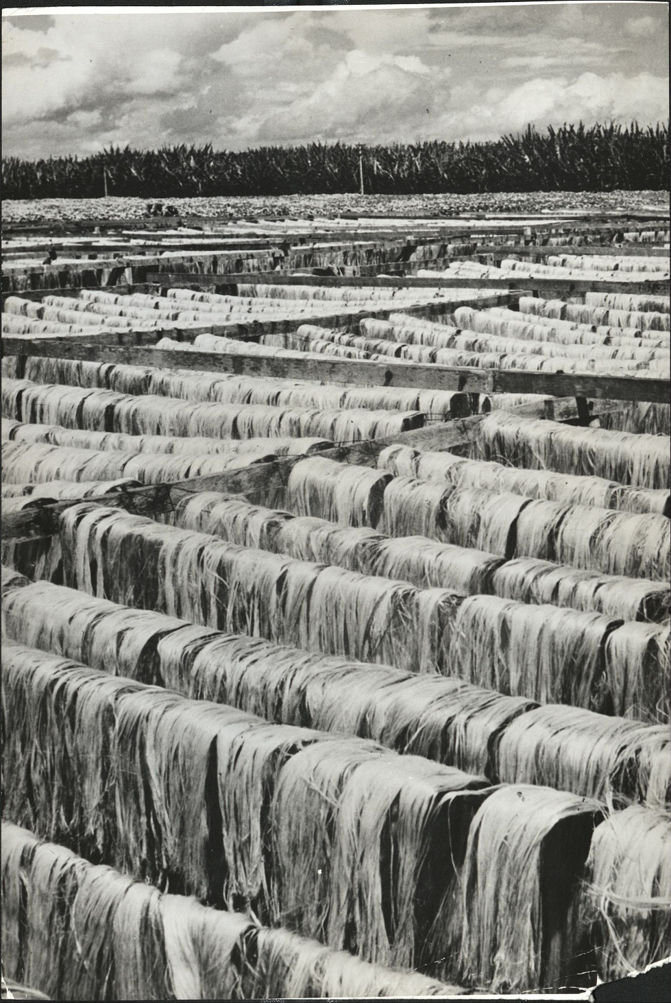 232. PHILIPPINES: Abaca (hemp) drying in the sun. (…)