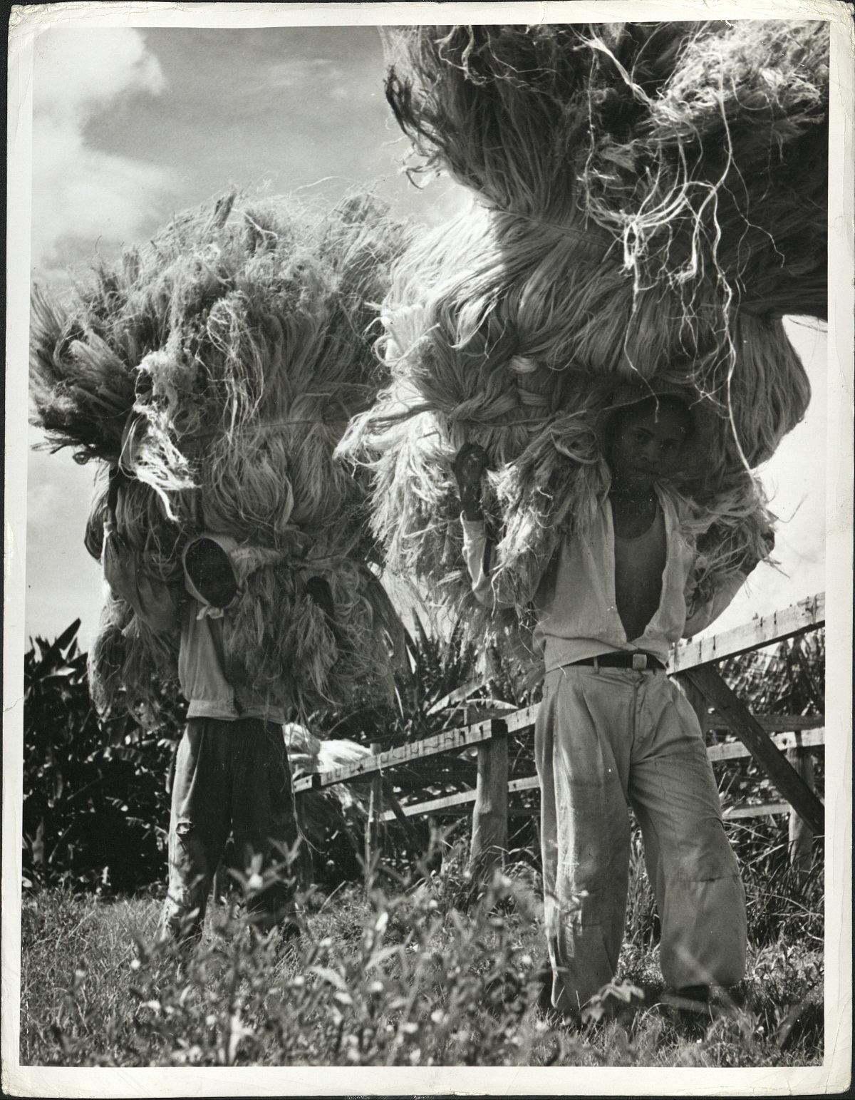 321. PHILIPPINES: Workers transporting hemp. Hemp from the Abaca plant is the color of platinum blond.
