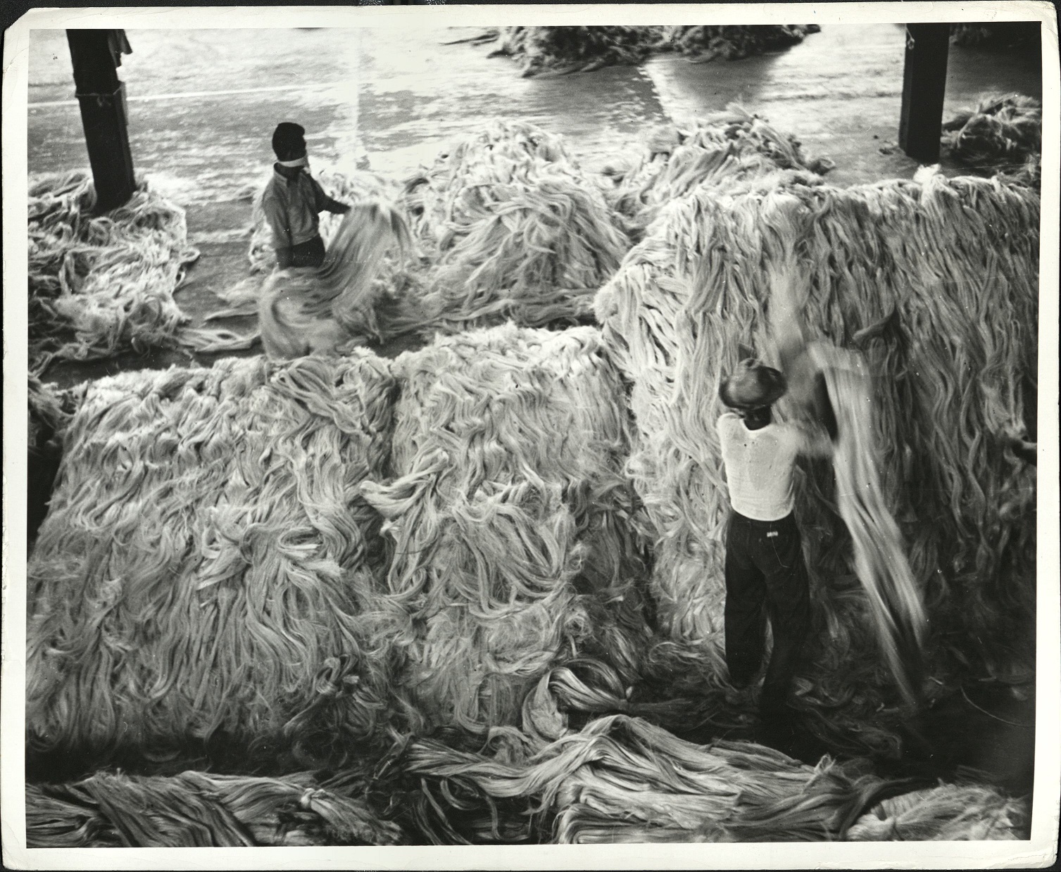 52. PHILIPPINES: Hemp, abaca, being sorted at Otah Plantation, Davao.