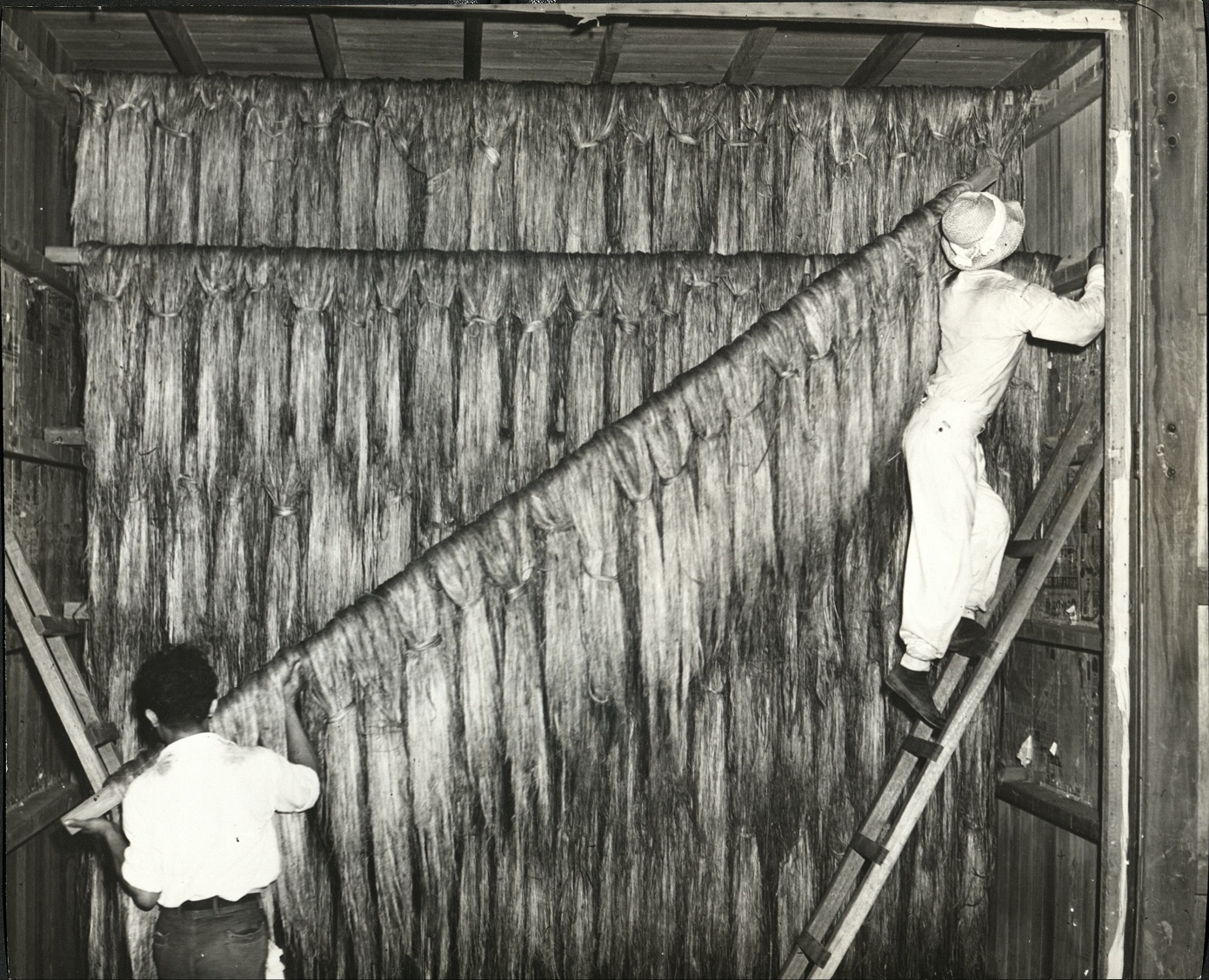 27. HEMP – PHILIPPINES: Hemp drying in storehouse at Davao. J-1214.