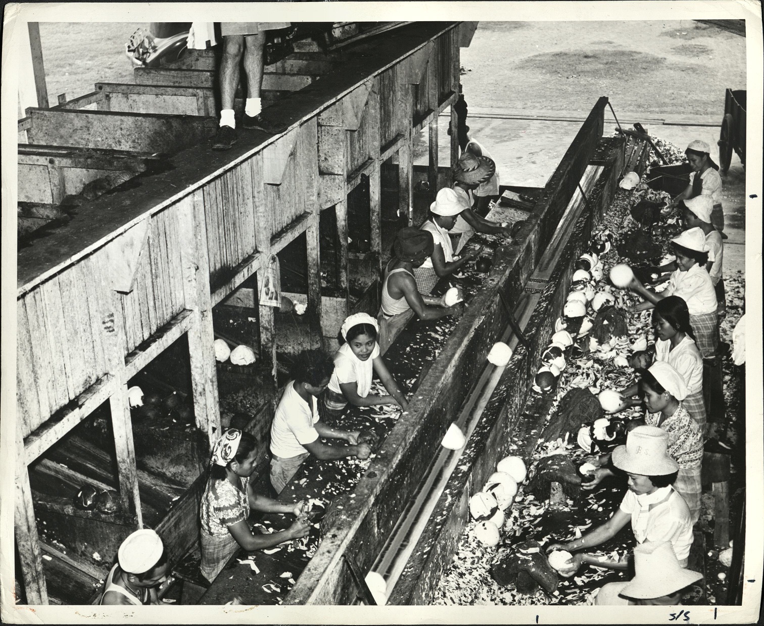 16. Treasure tree: Removing all outer casings from the coconut meat in a Philippines factory.