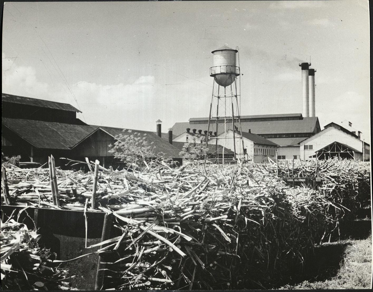 48. PHILIPPINES – Sugar cane stacked at a plant in Occ. [Occidental – western) Negros.