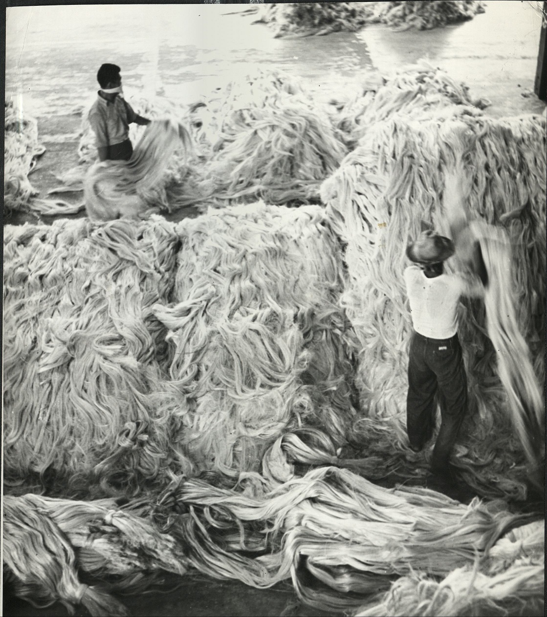 52. HEMP – PHILIPPINES: Hemp being sorted at Davao. The hemp os graded and sorted before being put through the hemp stripping machine. J-1214.