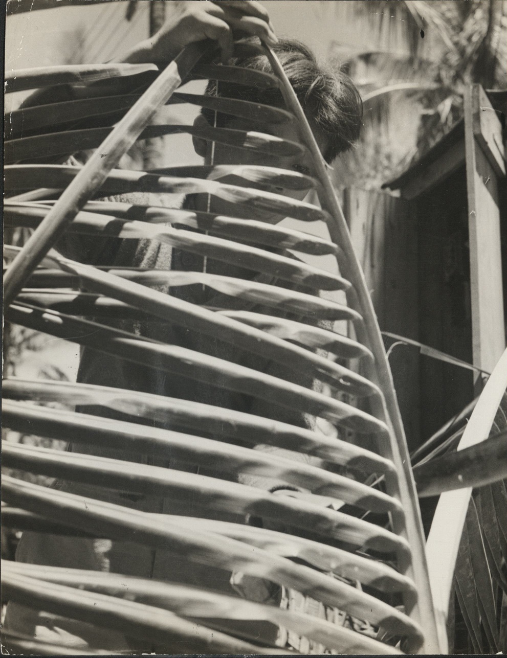 P 78a. Filipino boy slices the branch of a Sago palm before it is woven into thatching. Leyte.