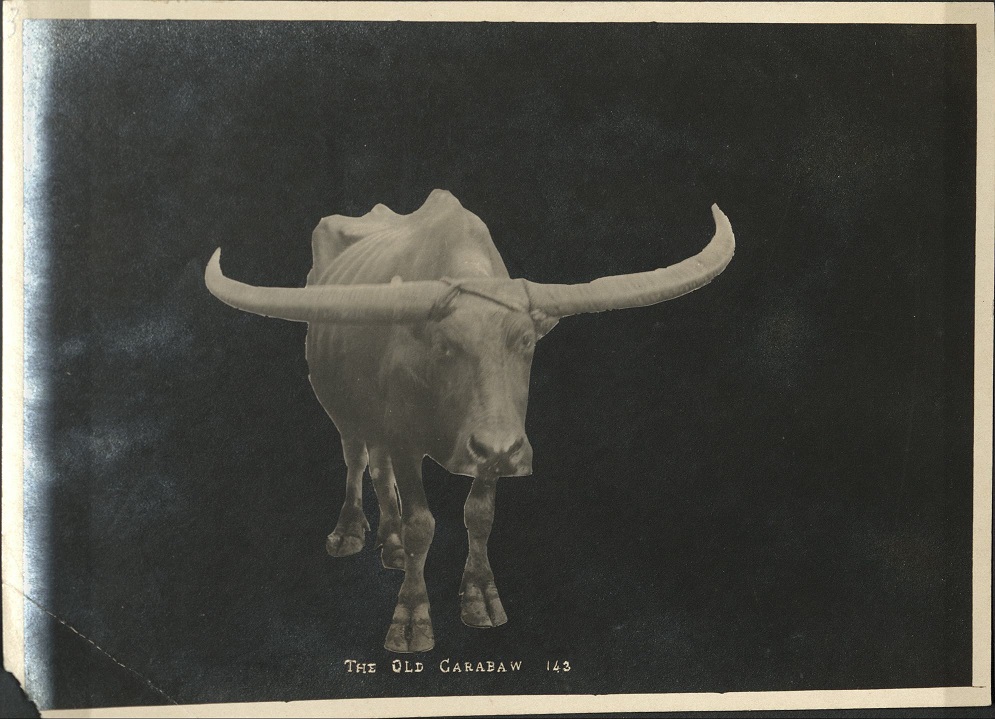 143. The old carabaw [carabao].