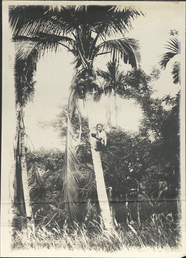 387. Picking cocoanuts [coconuts].