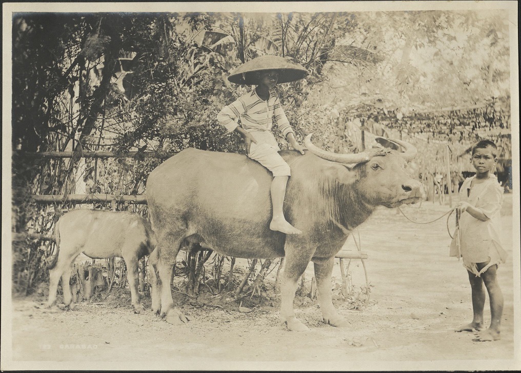 123. Carabao.