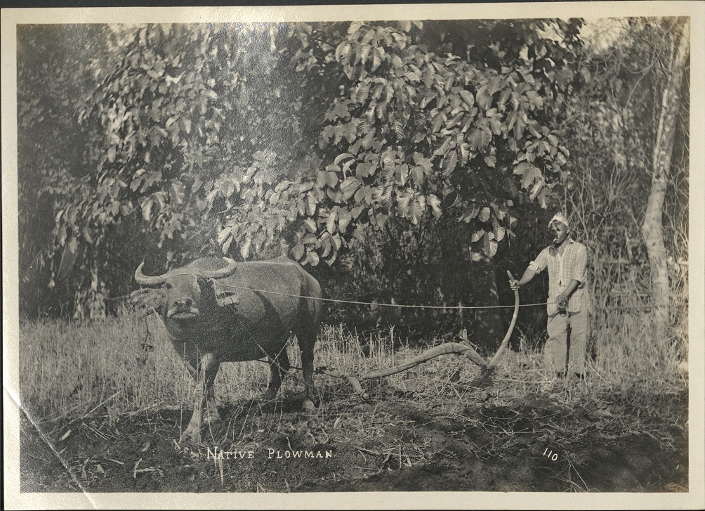 110. Native plowman.