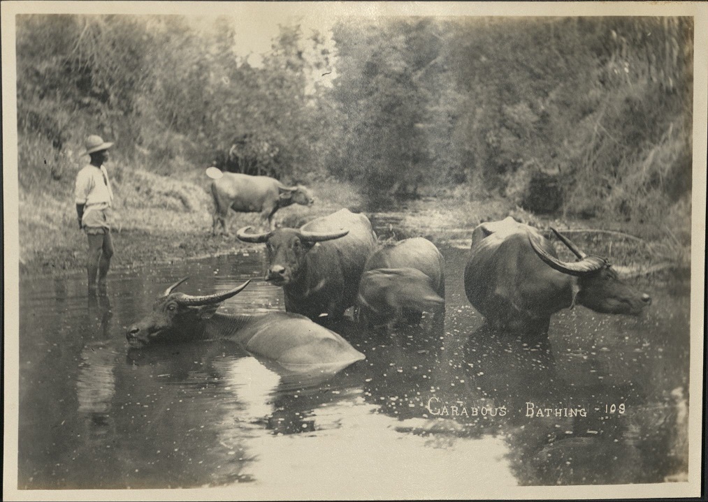 109. Carabous [carabaos] bathing.