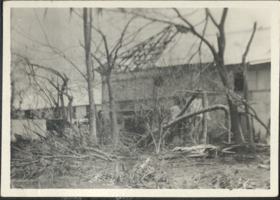 [Untitled – Trees blown over and stripped of leaves after a typhoon].