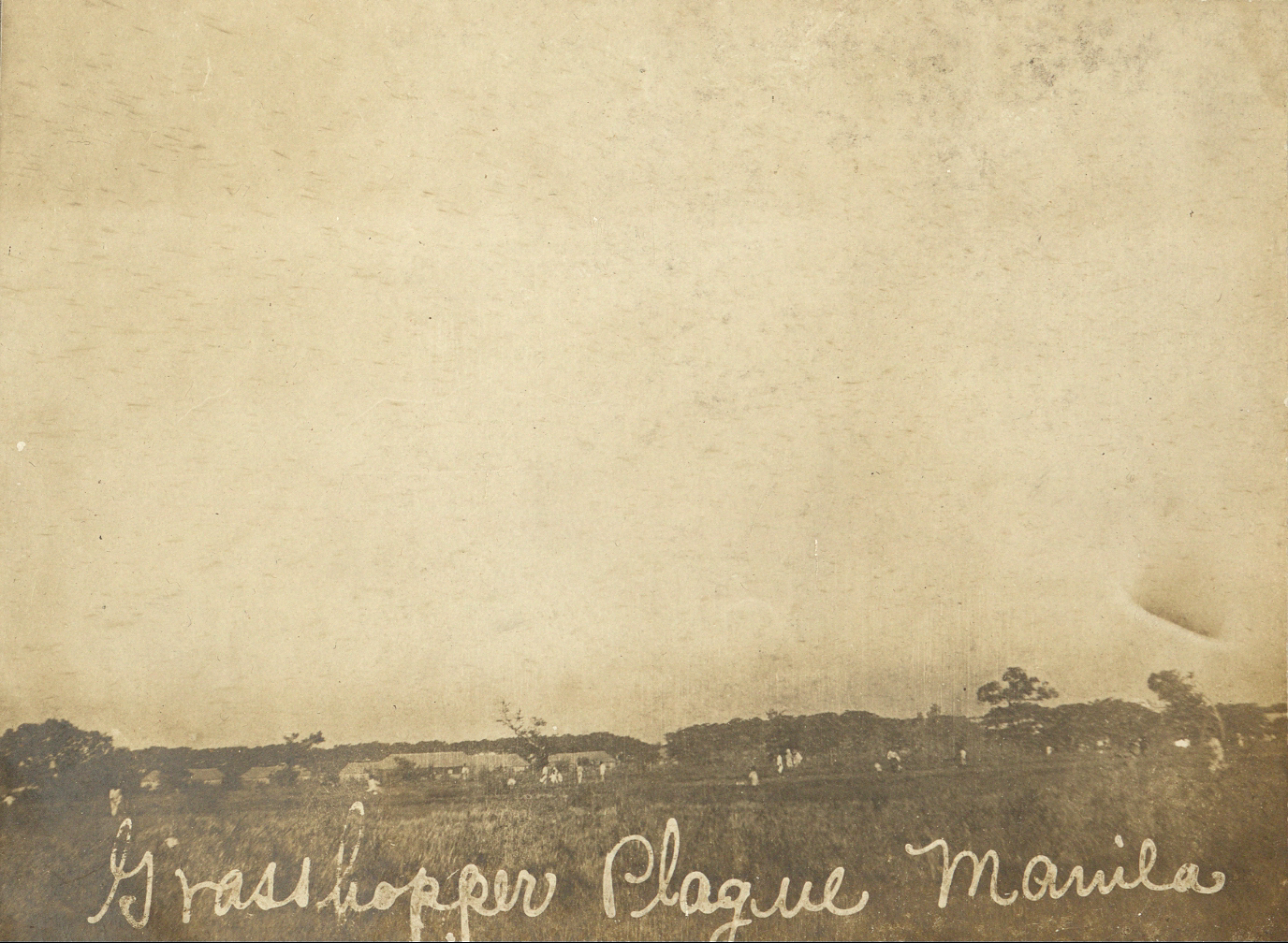 Grasshopper plague, Manila.