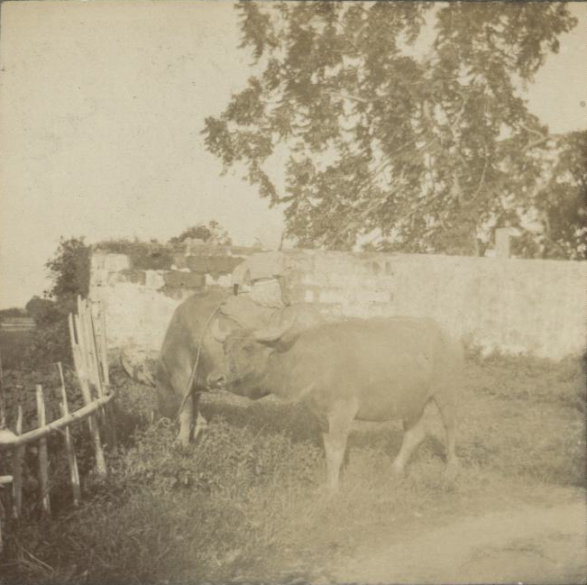 [Untitled – Two carabao].