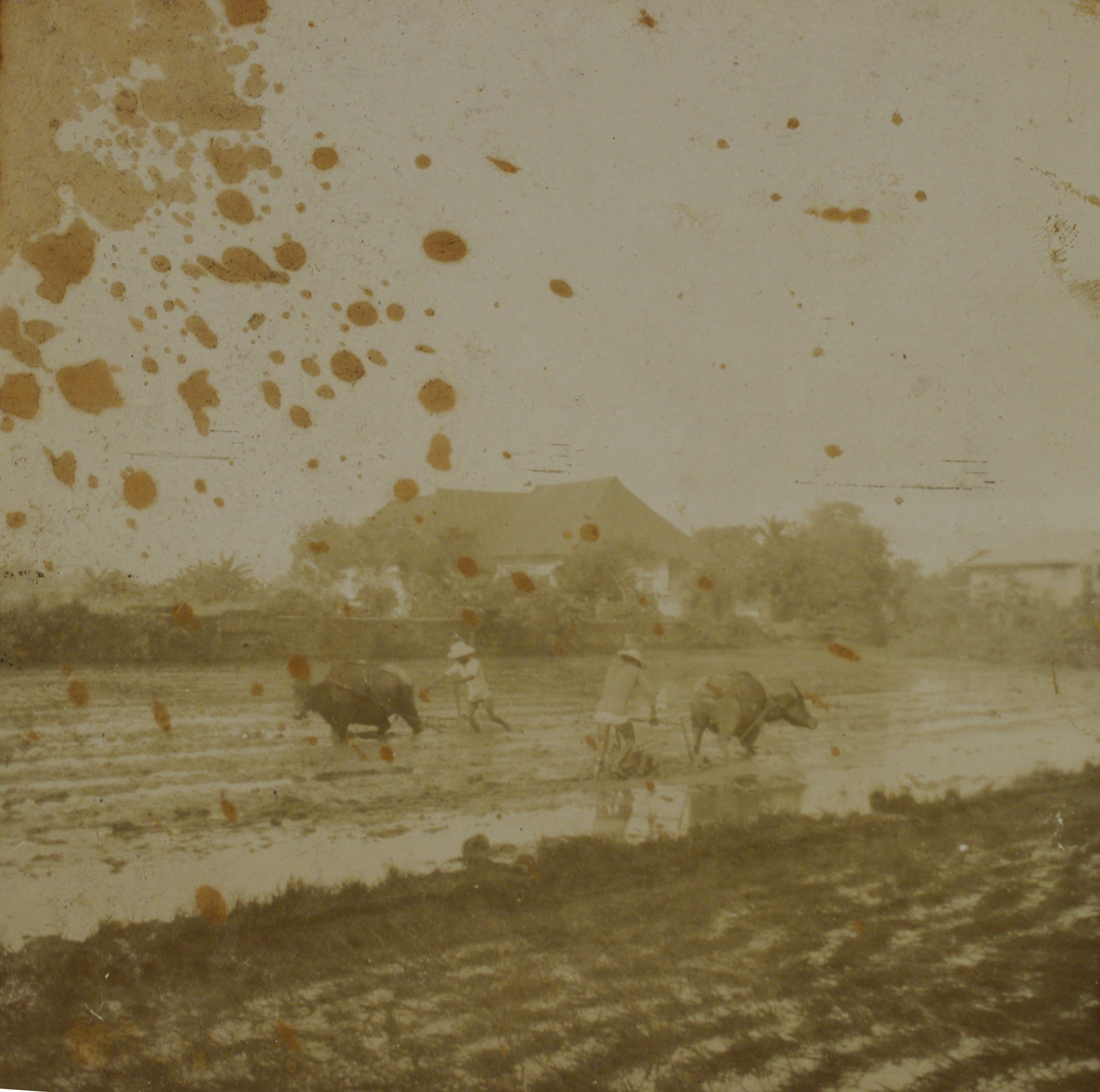 [Untitled – Farmers harrowing a rice paddy].