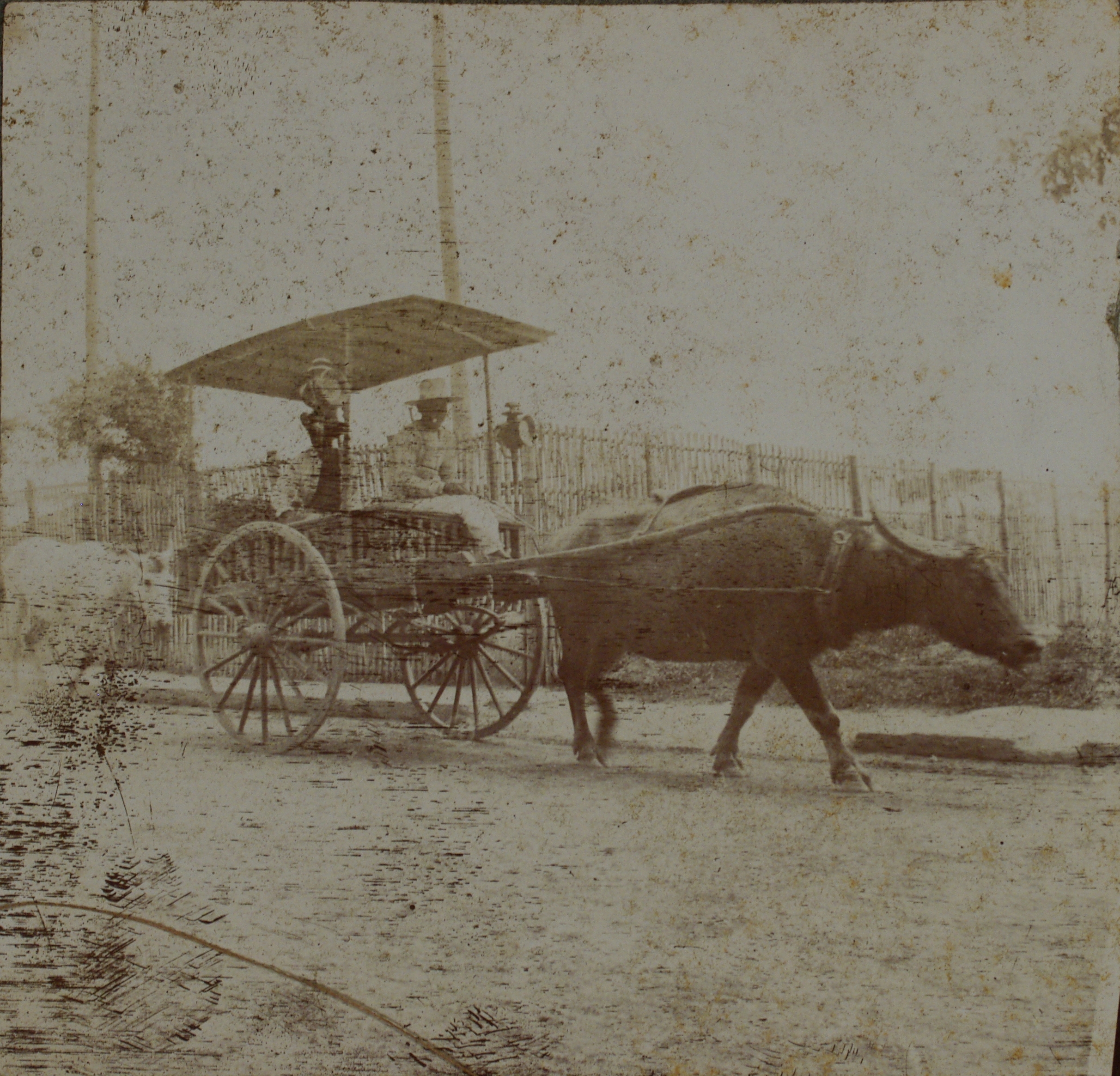 [Untitled – Bamboo carriage pulled by a carabao].
