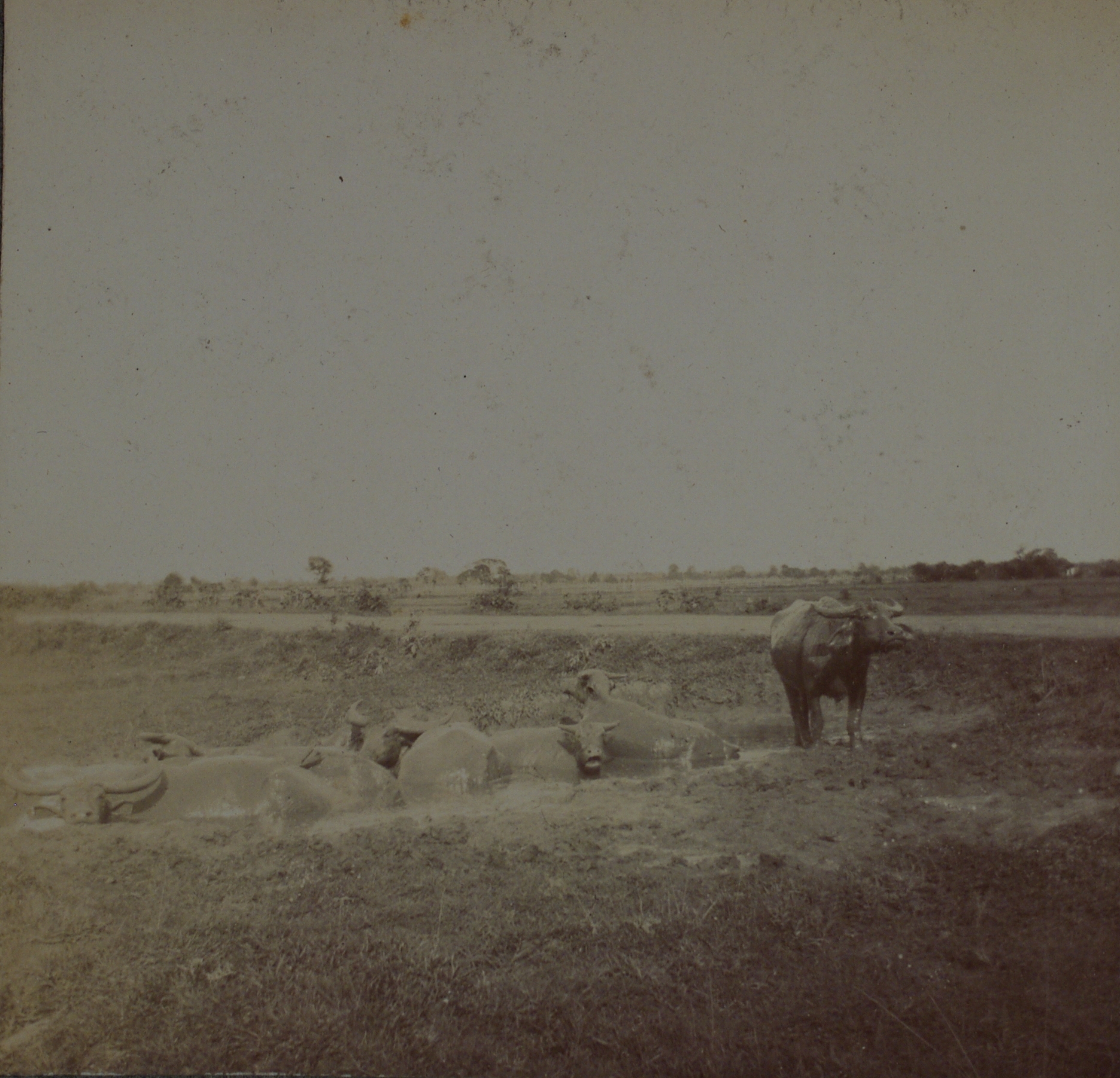 [Untitled – Carabao in a wallow].
