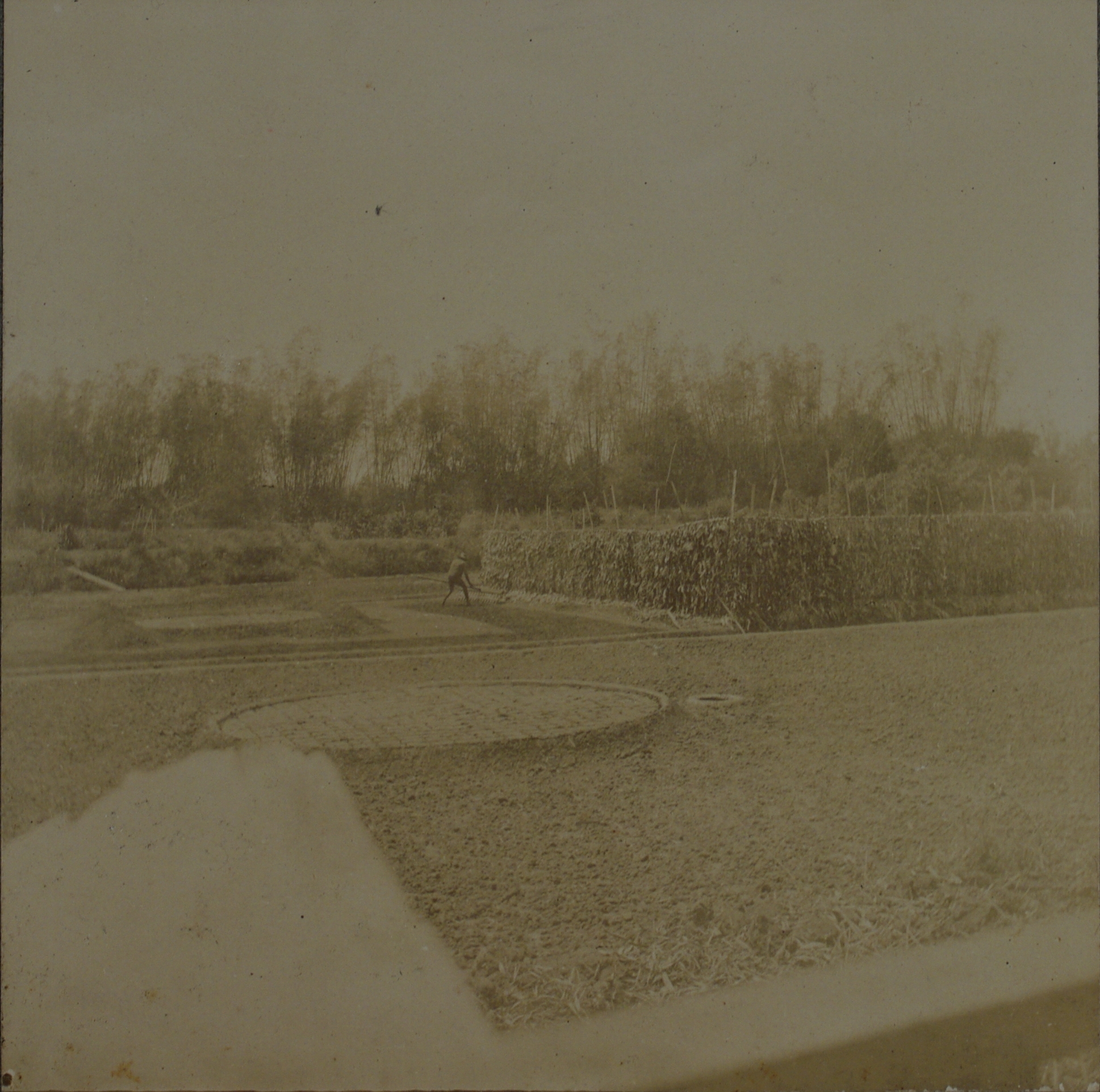 [Untitled – Drying abaca/hemp?].