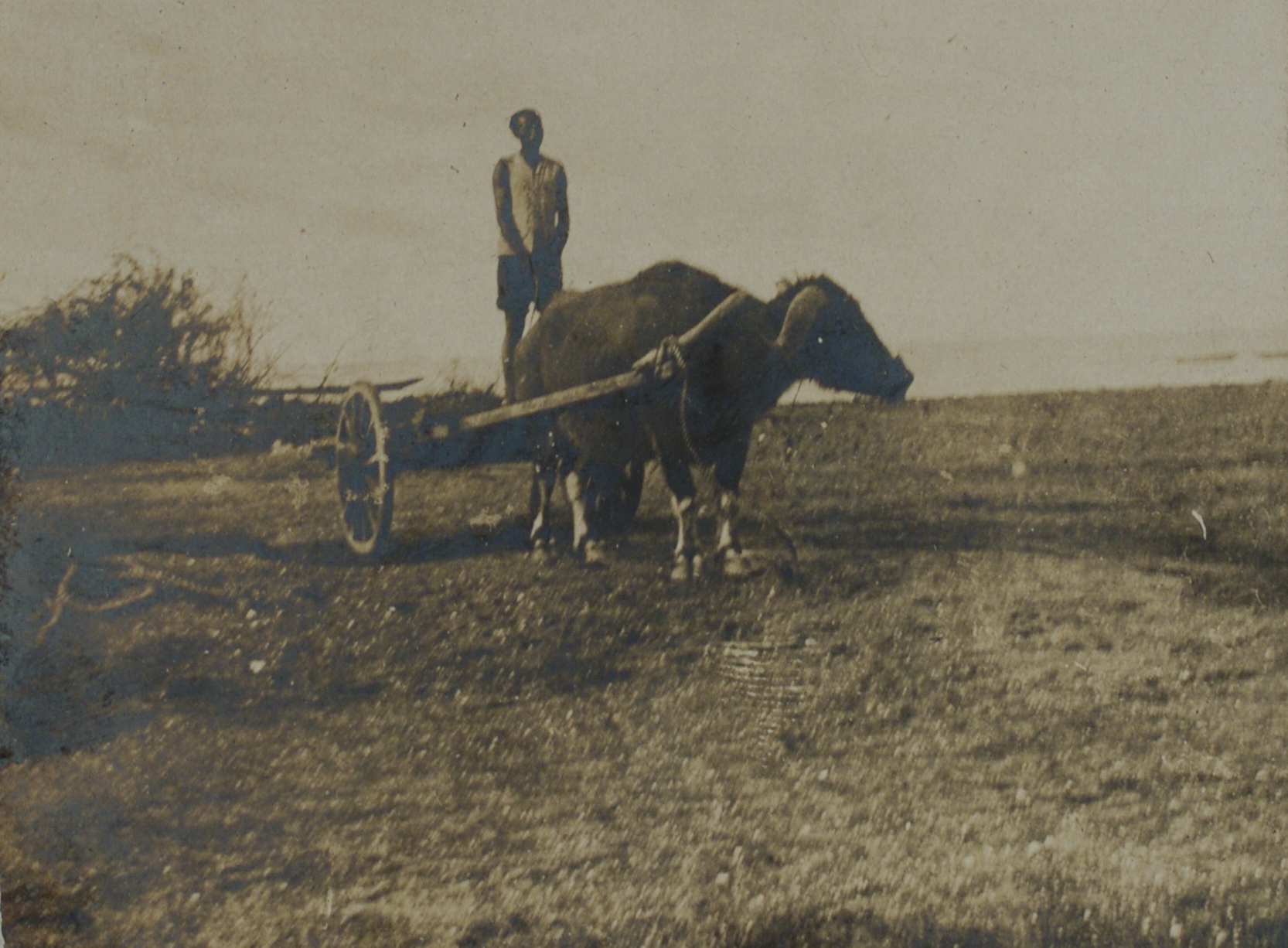 [Untitled – Carabao, cart and farmer].
