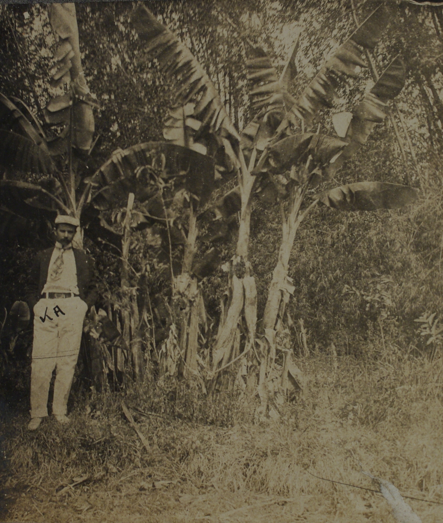 K. A. [Man poses next to abaca or banana  plant].