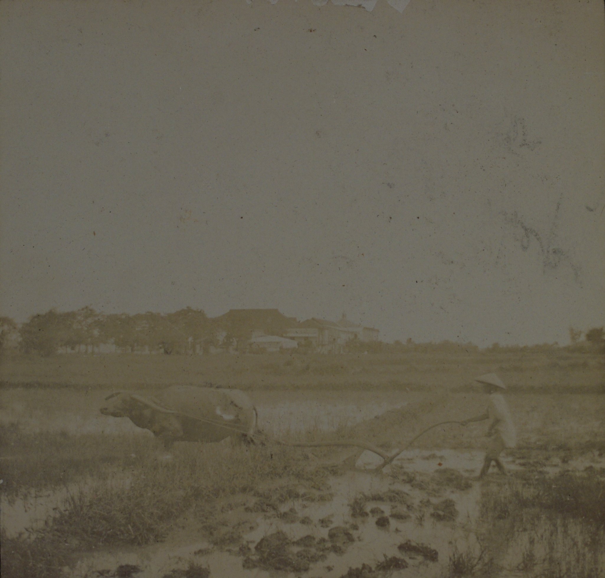 [Untitled – Plowing a rice paddy].