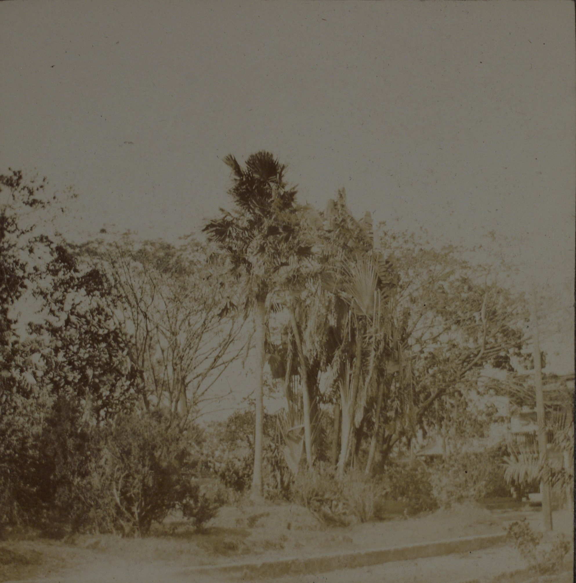 [Untitled – Trees and palms on a roadside].