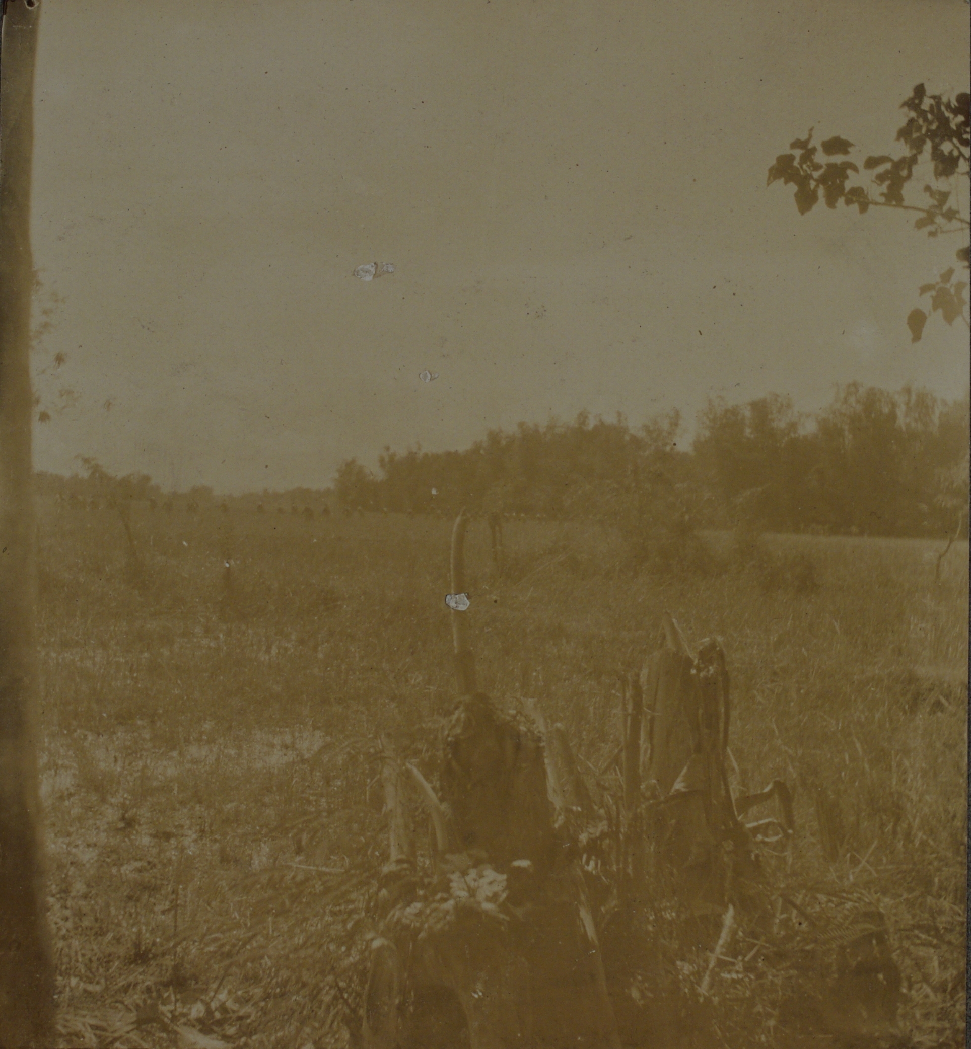 [Untitled – Tree stumps sprouting new growth].