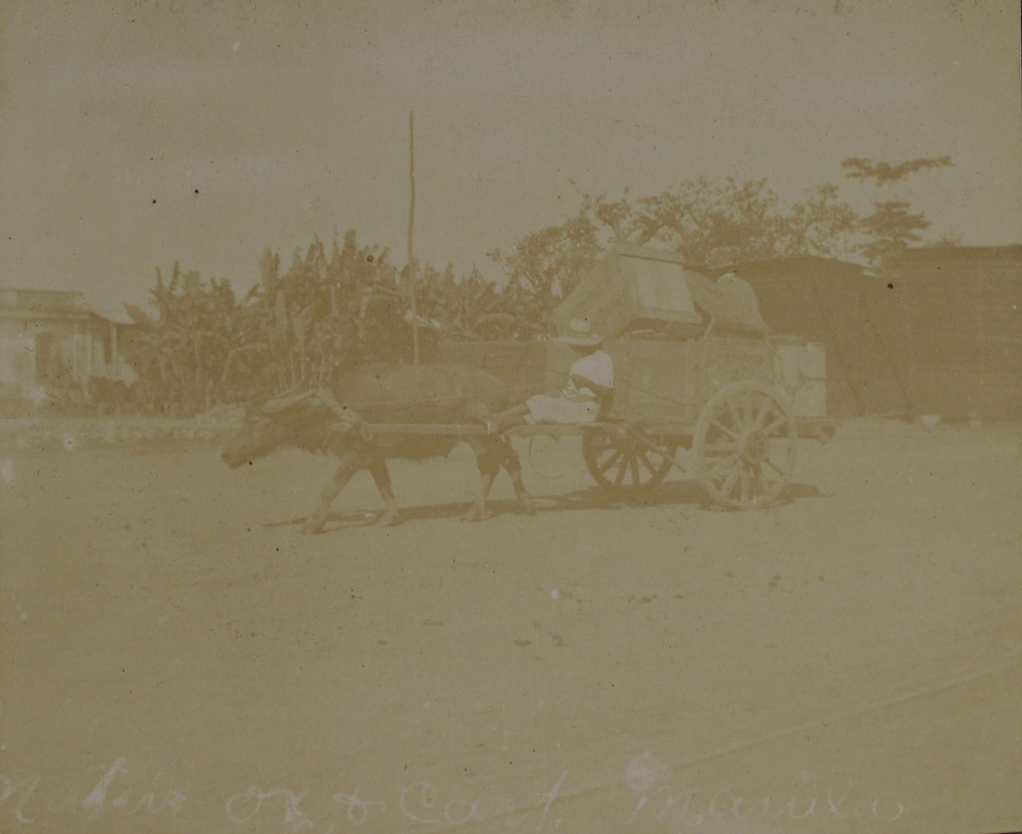 Native ox & cart, Manila.