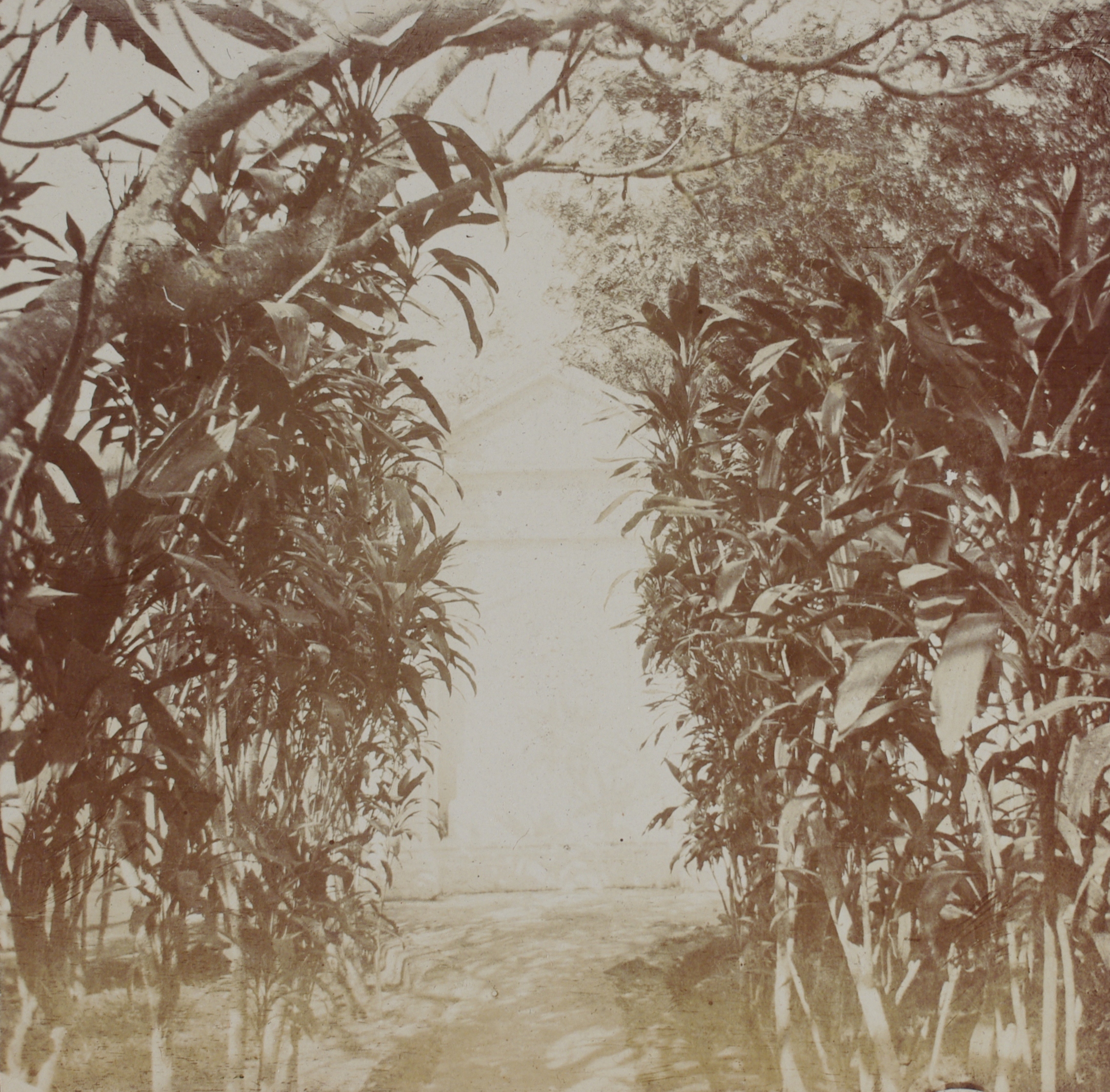[Untitled – Foliage on a path or walkway].