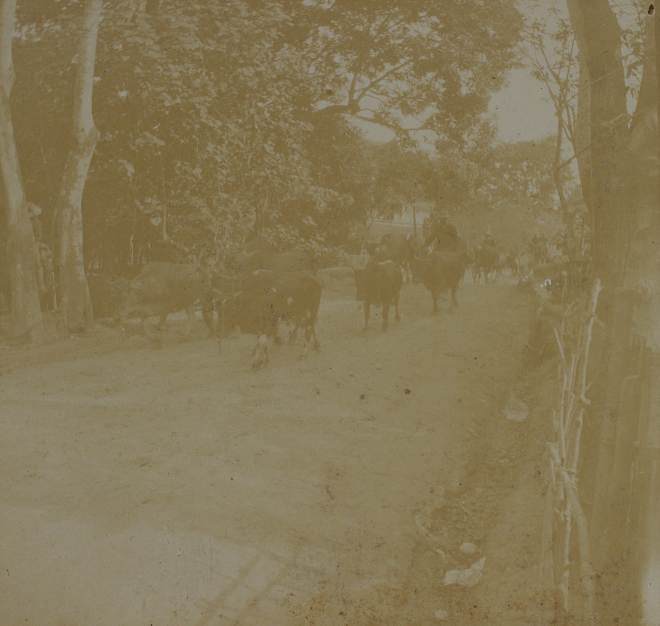 Cattle you stole [?].