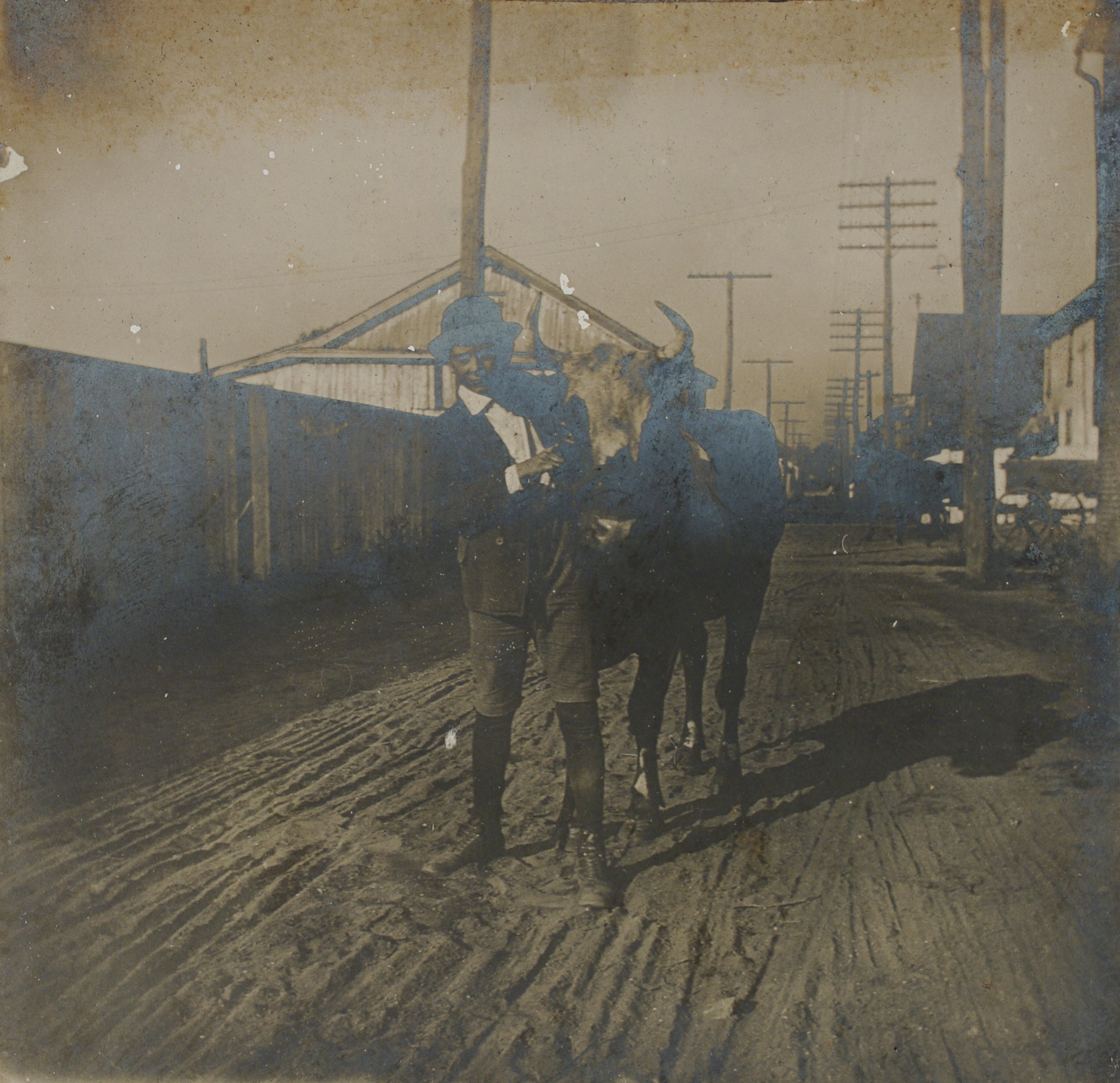 [Untitled – Man poses with a bull, United States].