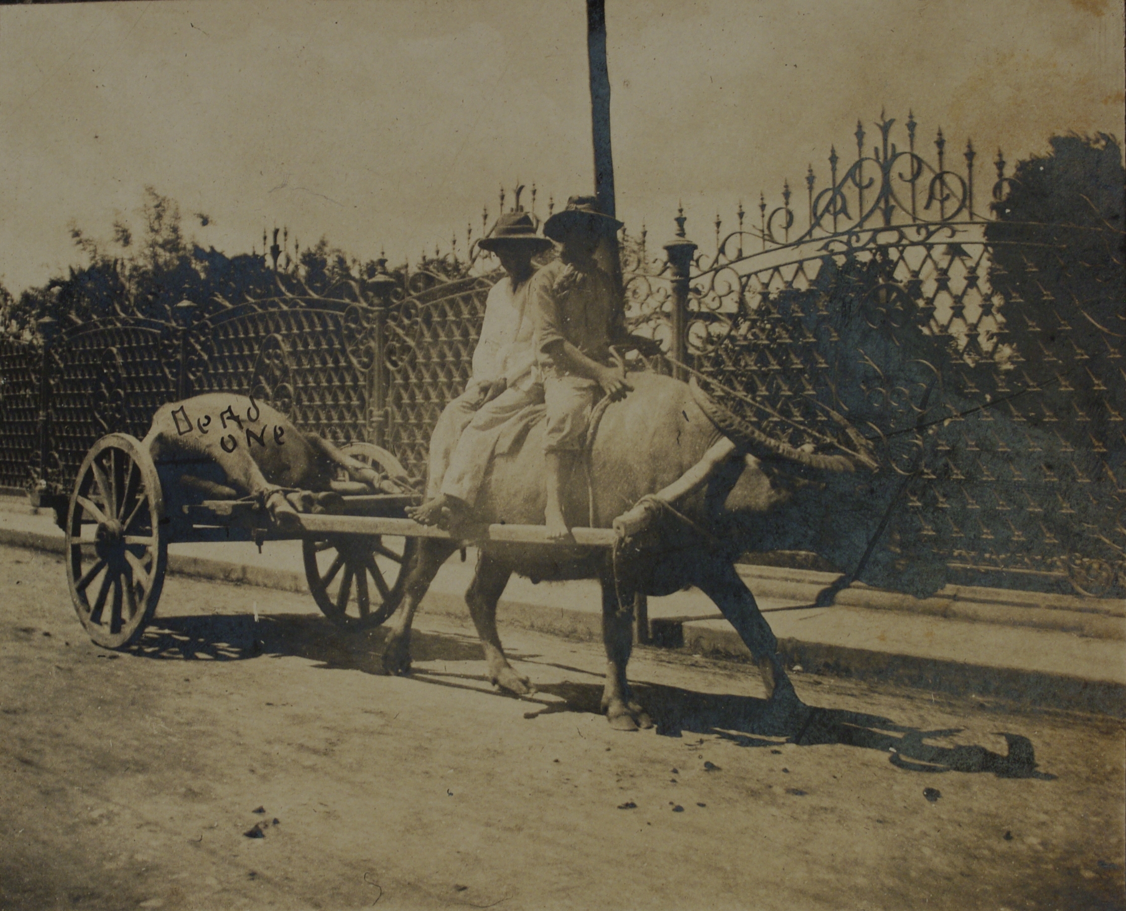 Dead one [carabao, on cart].