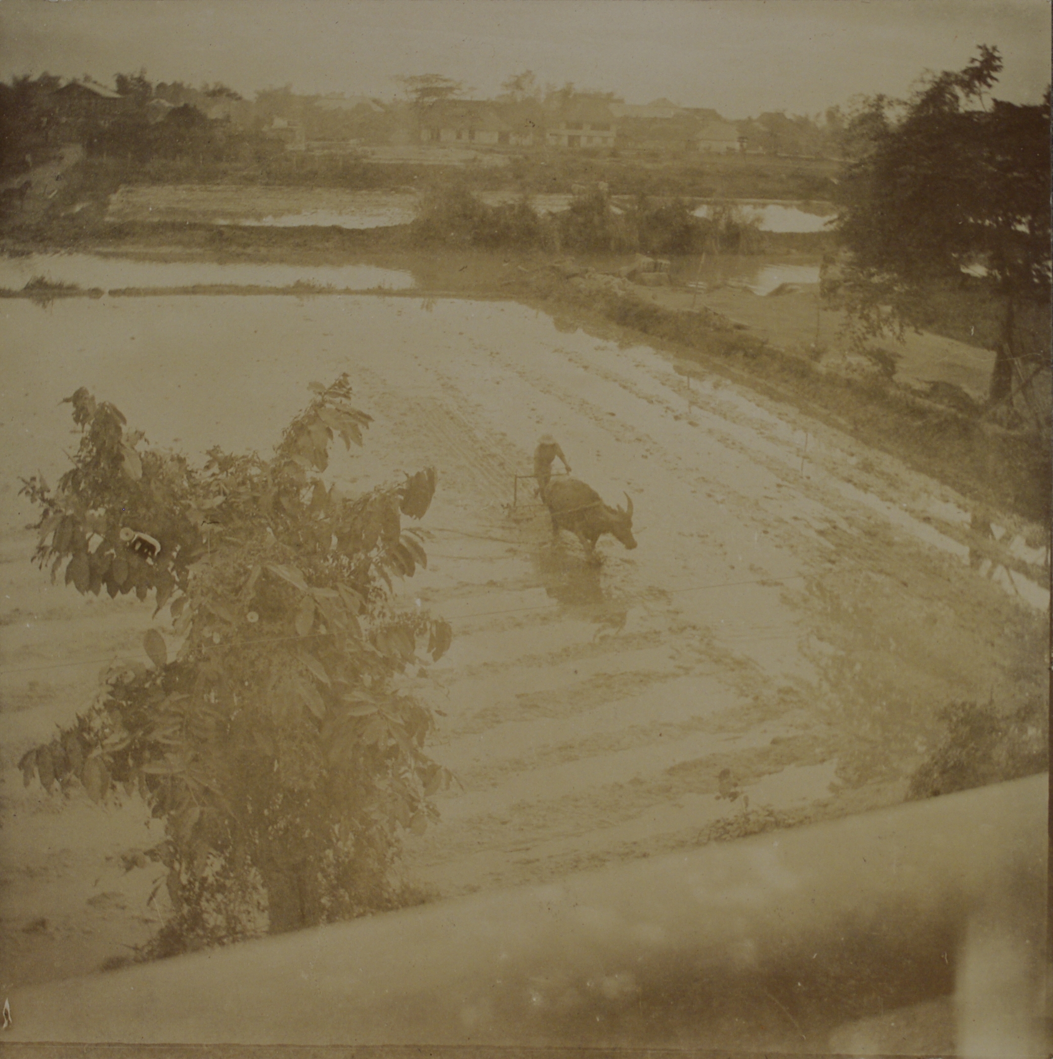 [Untitled – Harrowing a rice paddy].