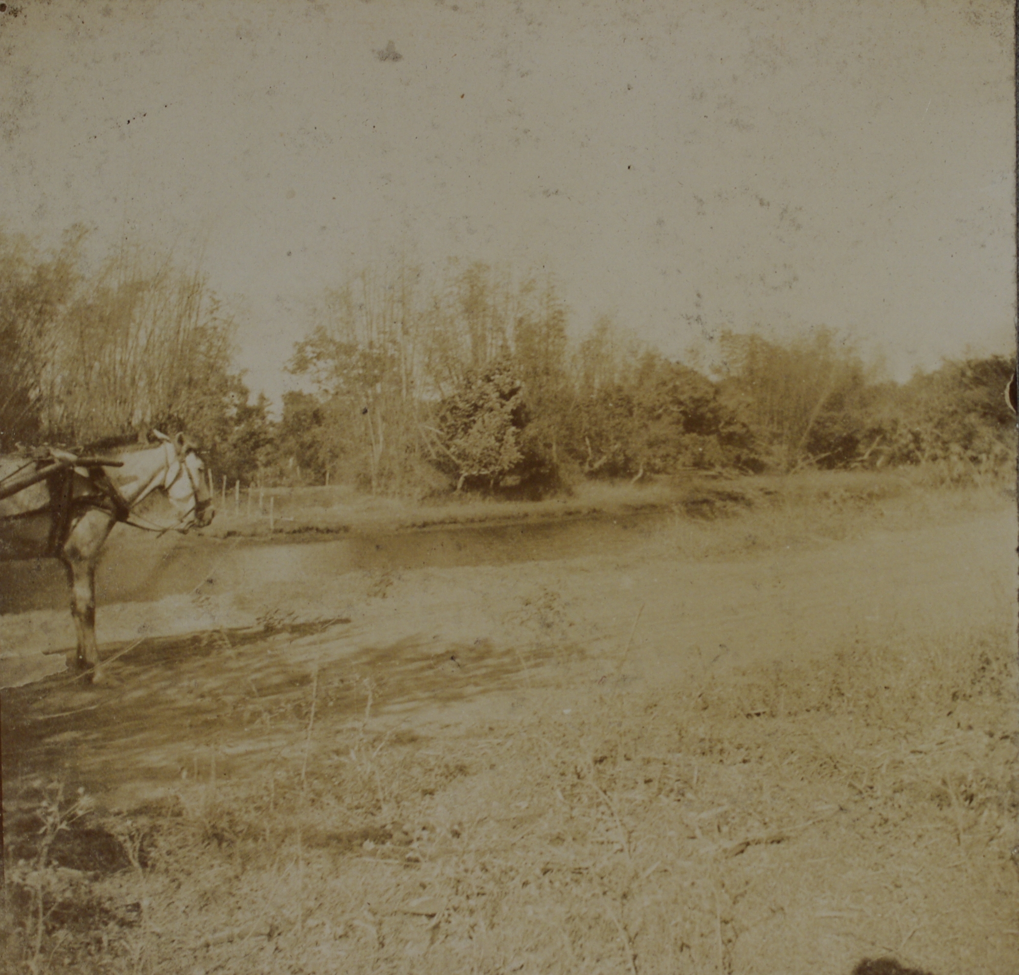 [Untitled – Horse by a river].