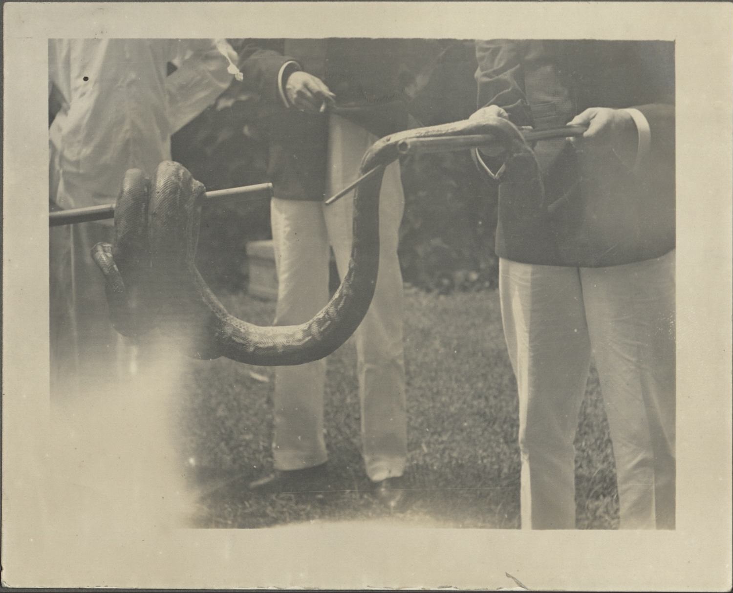 {Untitled – A big snake].