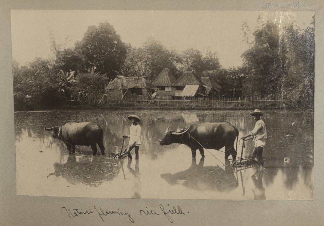 Natives plowing rice field.